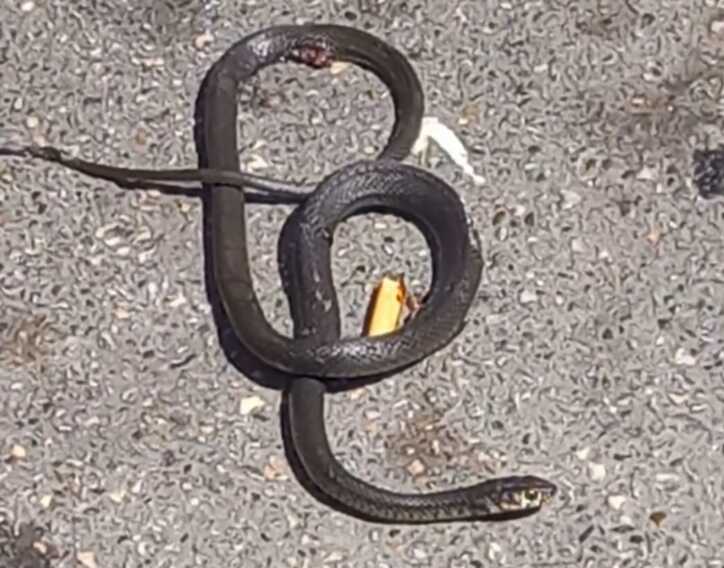 cervone in centro a bitonto