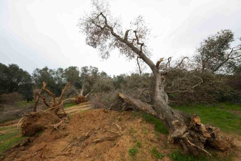 ulivo colpito da xylella