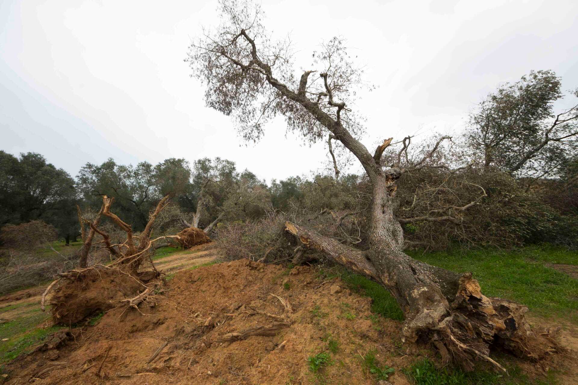 ulivo colpito da xylella