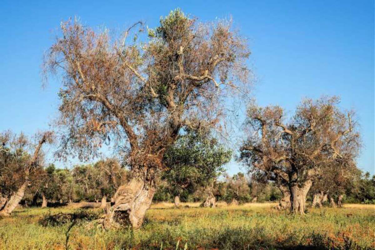 xylella