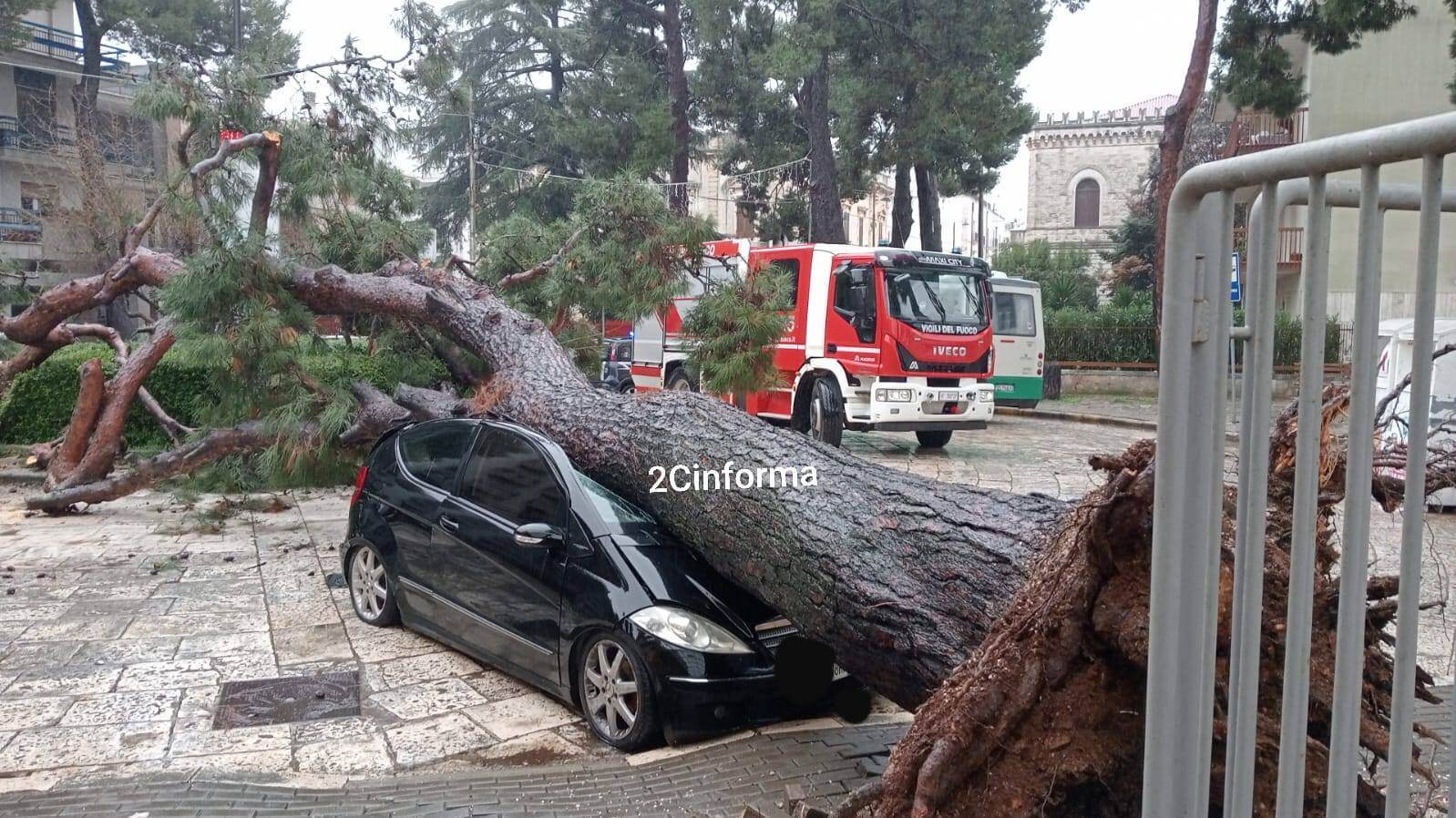 albero su auto casteallana grotte