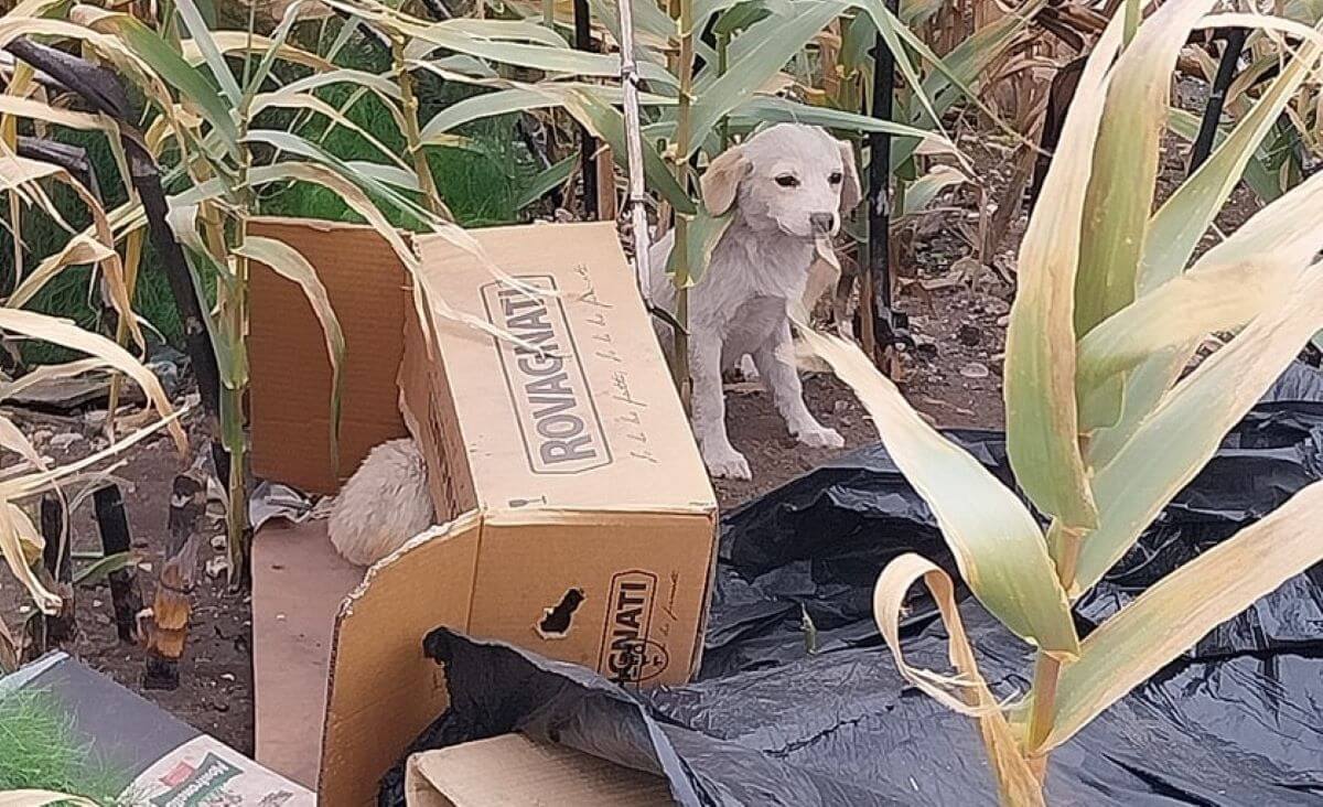 cani abbandonati foggia