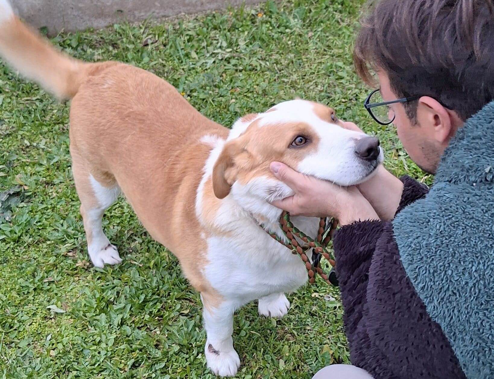 rambo cassano delle murge