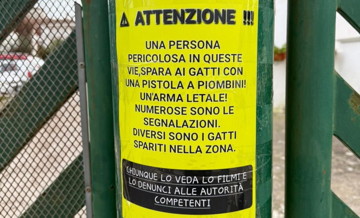 volantino gatti brindisi