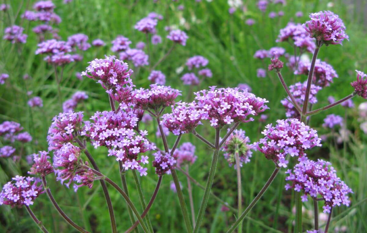 verbena