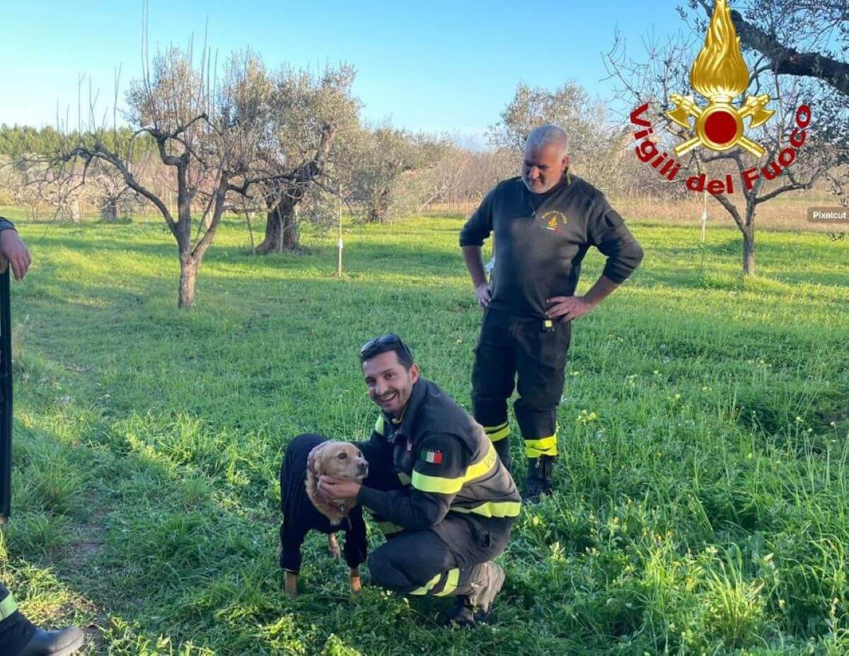 cane salvato dai vigili del fuoco a cutrofiano