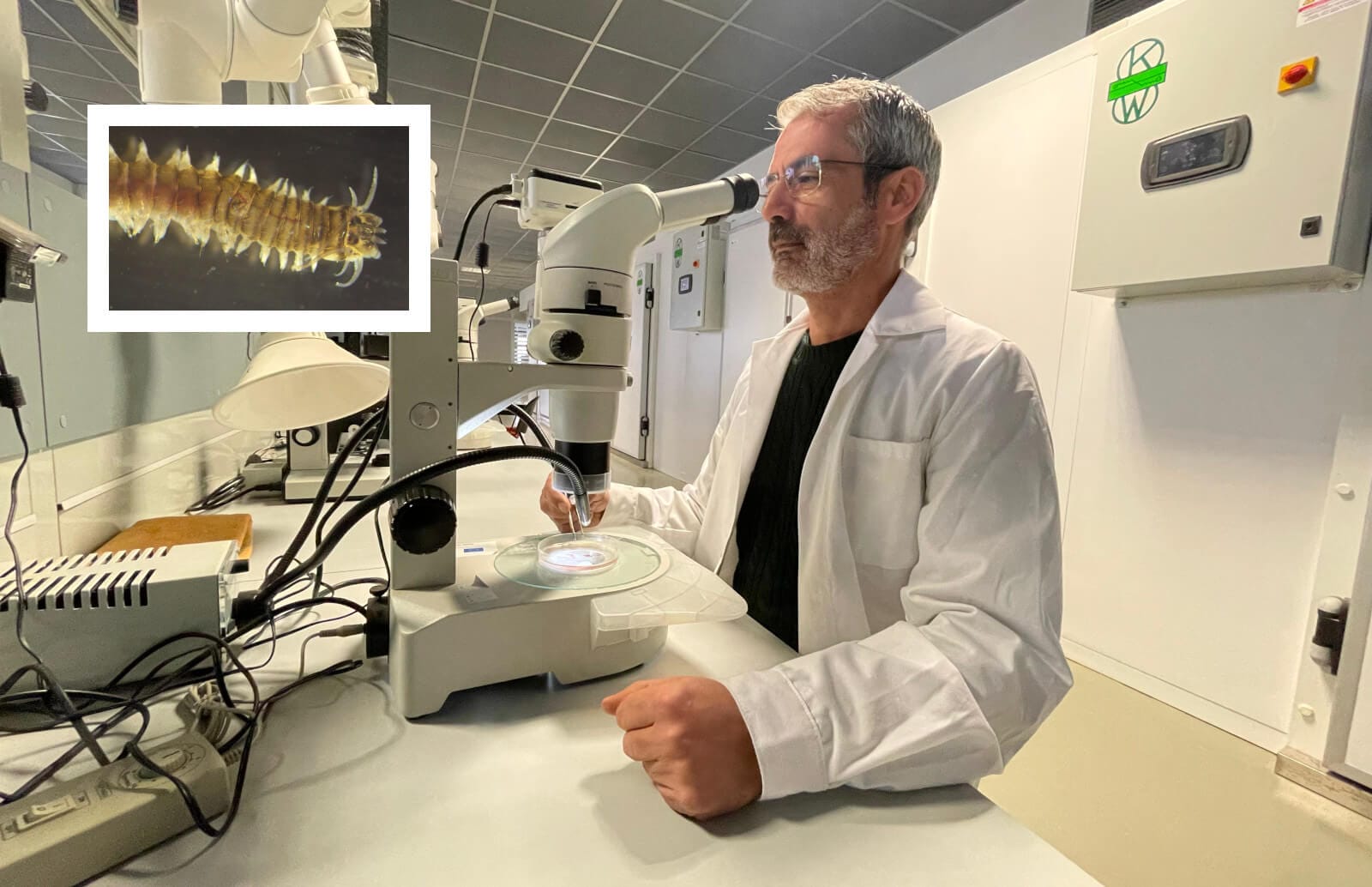 anellide marino professor musco