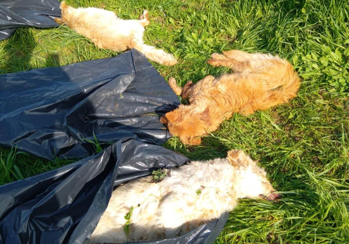 cani uccisi san ferdinando di puglia