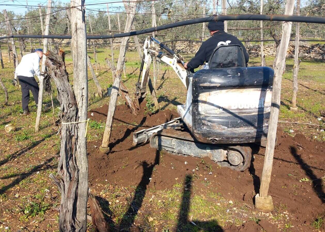 eradicazione viti xylella