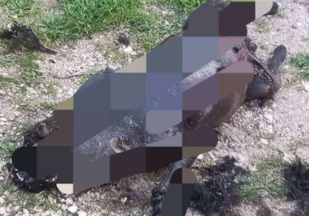 cane carbonizzato casamassima