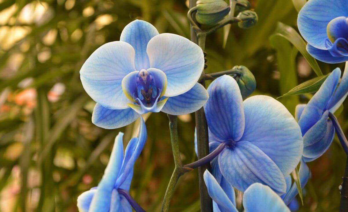orchidea blu