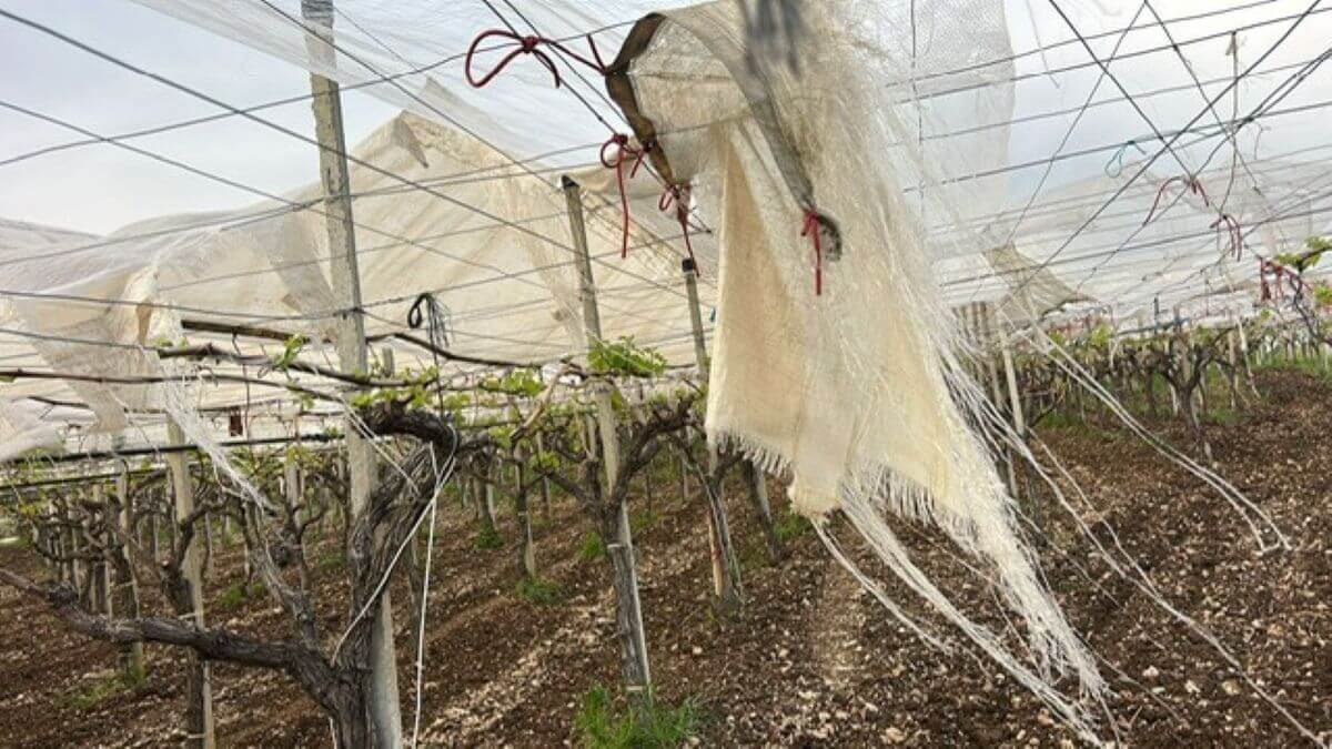 telone strappato vento