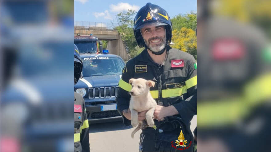 cane salvato vigili del fuoco