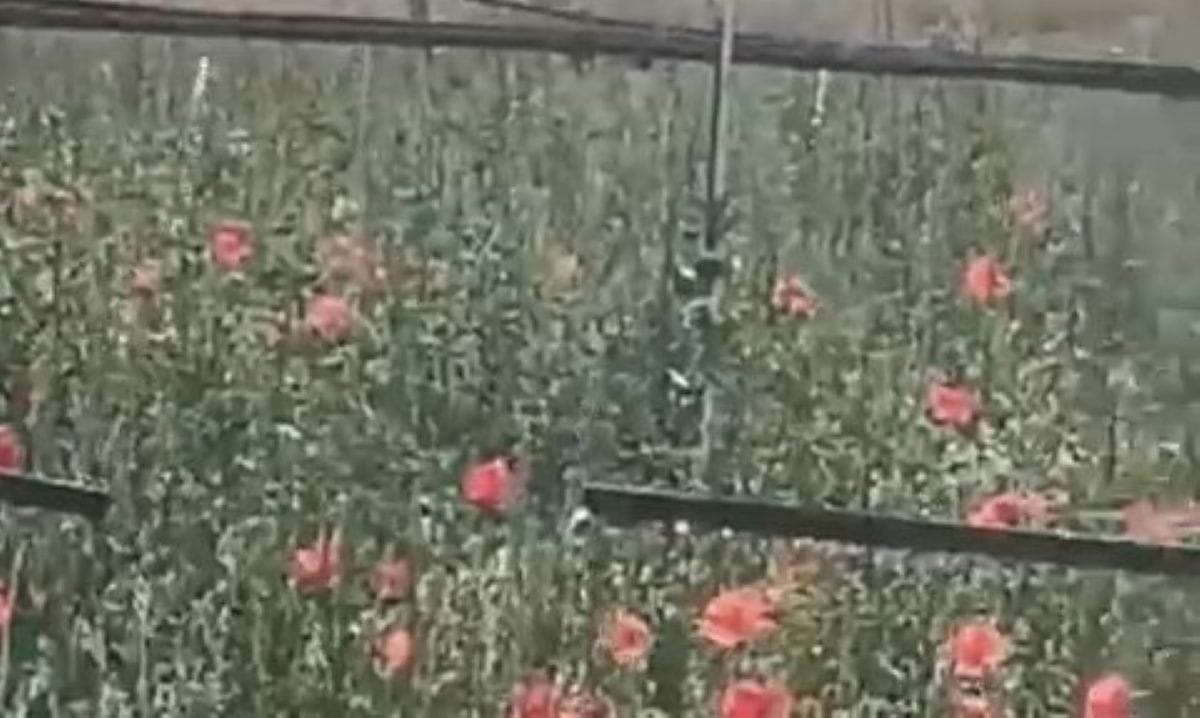 danni campagna vernole