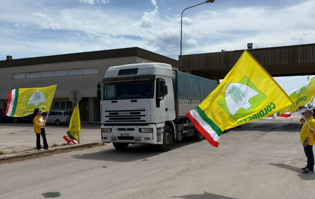 grano canadese foggia