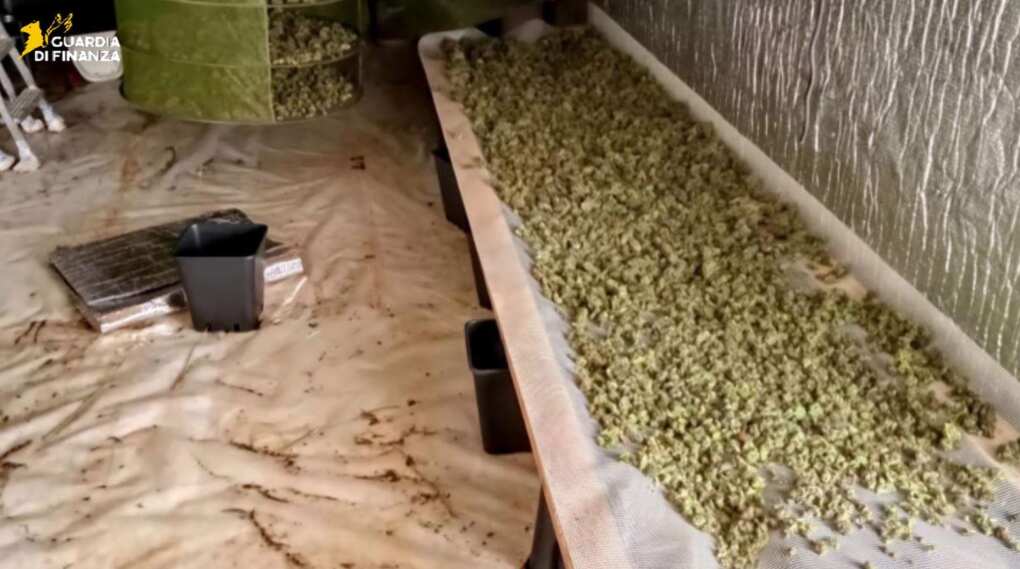 marijuana gravina in puglia