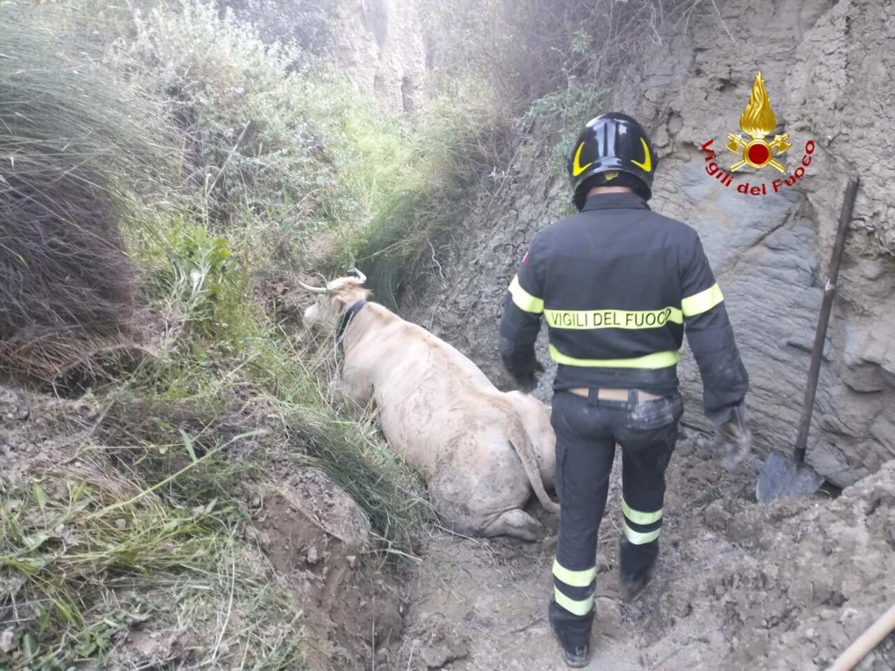 mucca nella scarpata