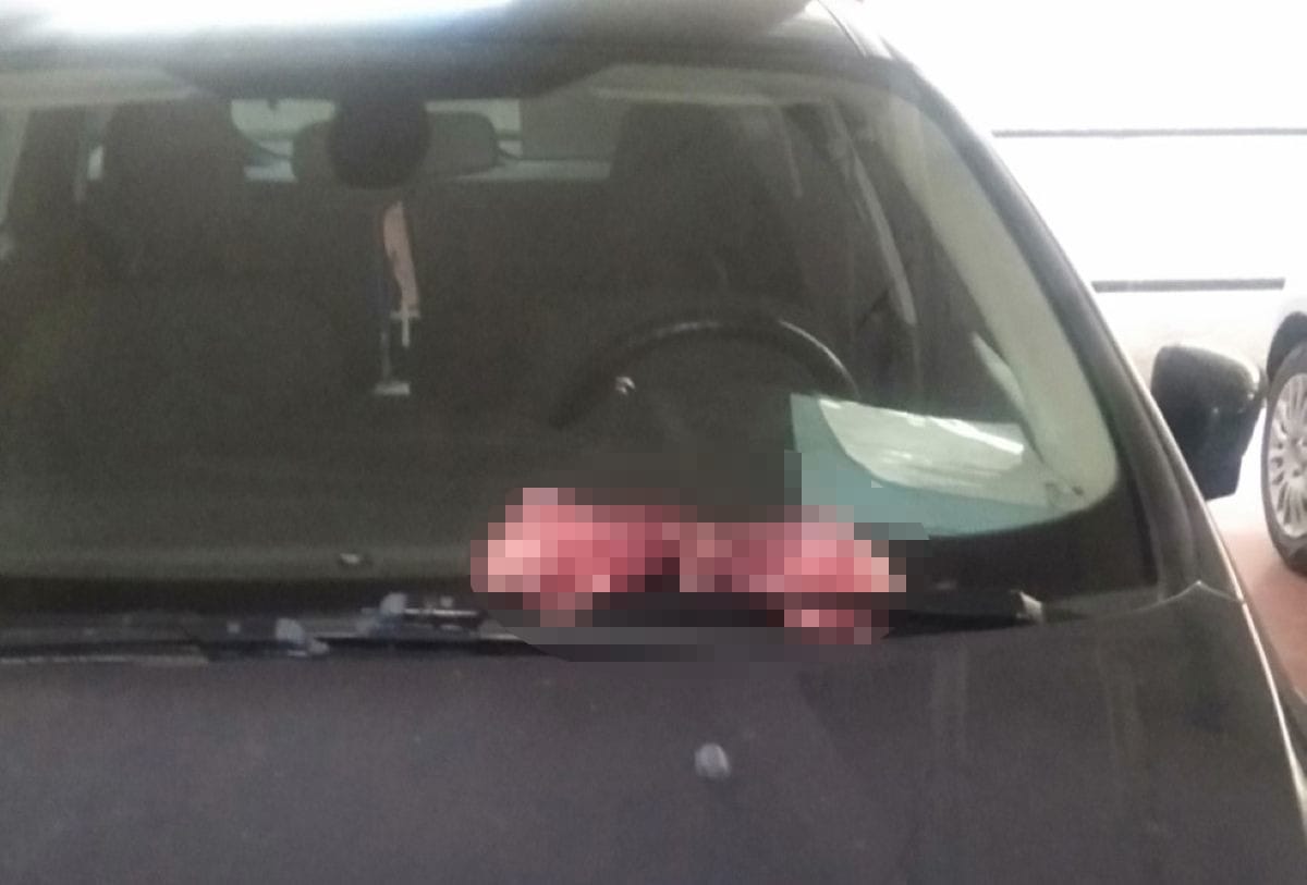 testa di agnello carapelle