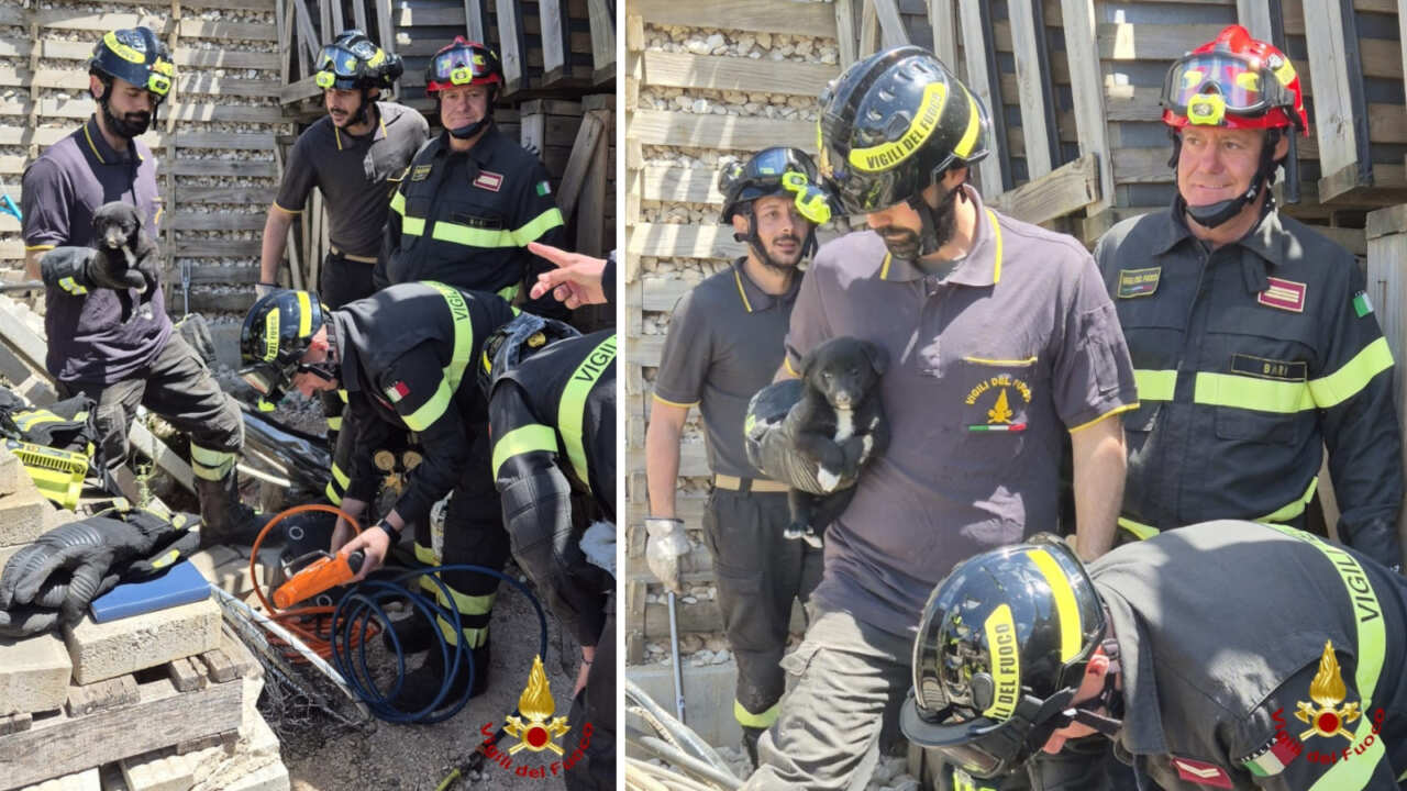 cuccioli salvati dai vigili del fuoco