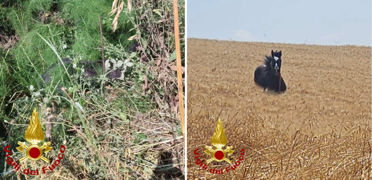 cavallo vigili del fuoco