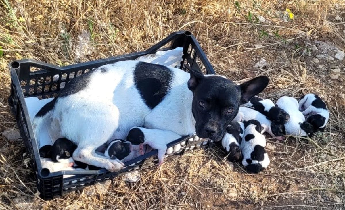 cagnolina abbandonata casamassima