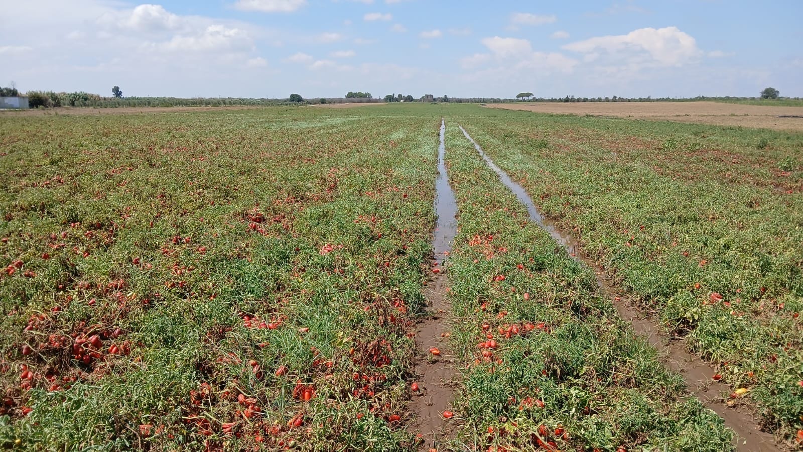 campo allagato brindisi