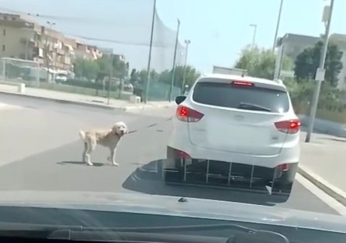 cane trascinato con l'auto