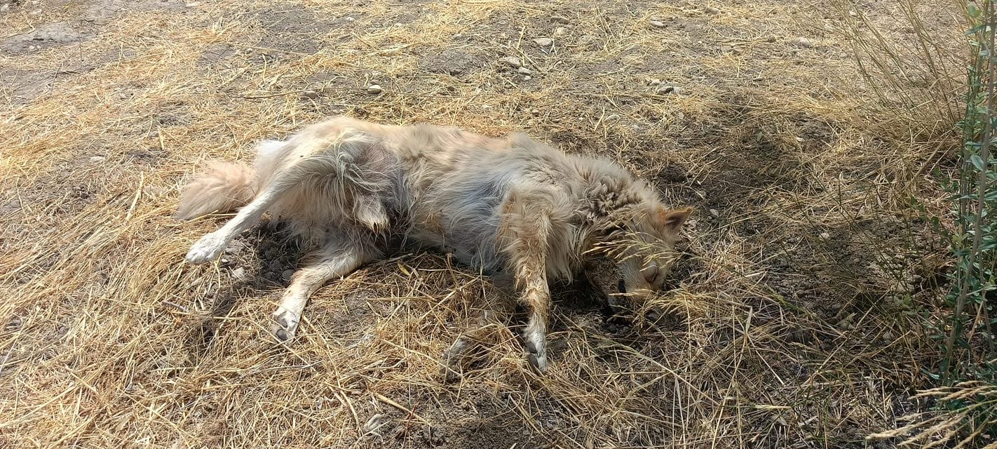 cane avvelenato lucera