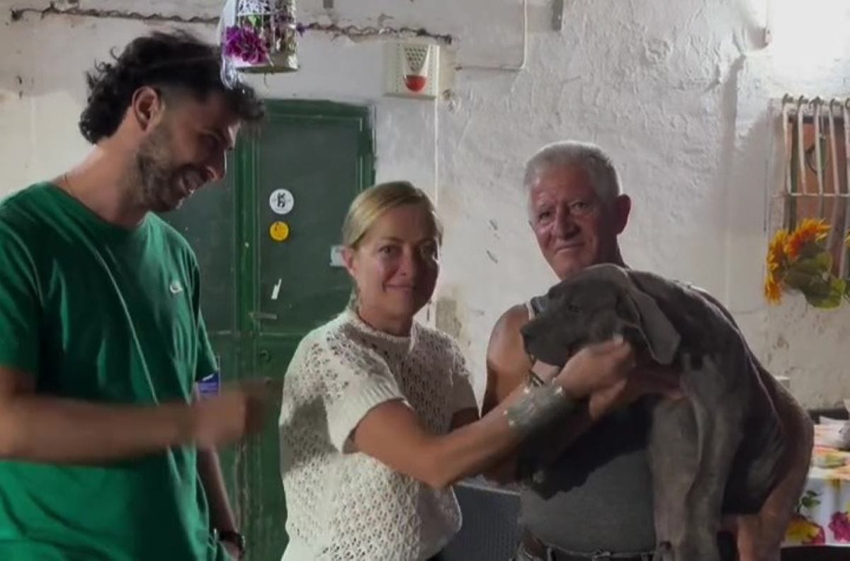 meloni allevamento cani