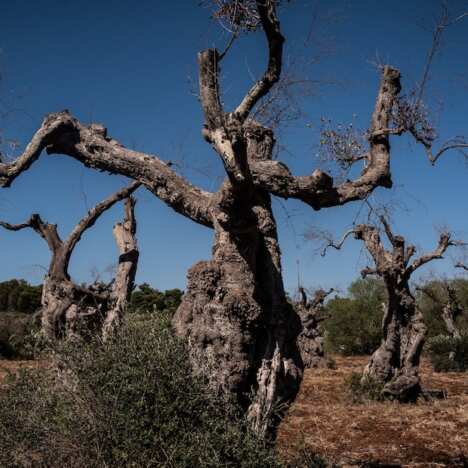 xylella
