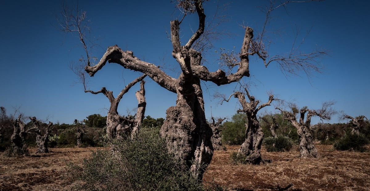 xylella