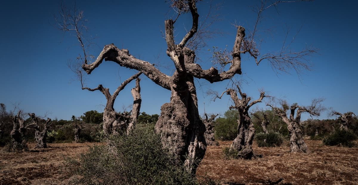 xylella