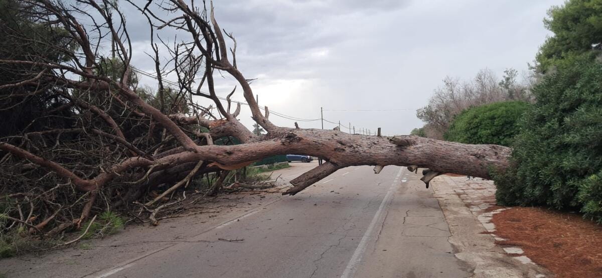albero caduto brindisi