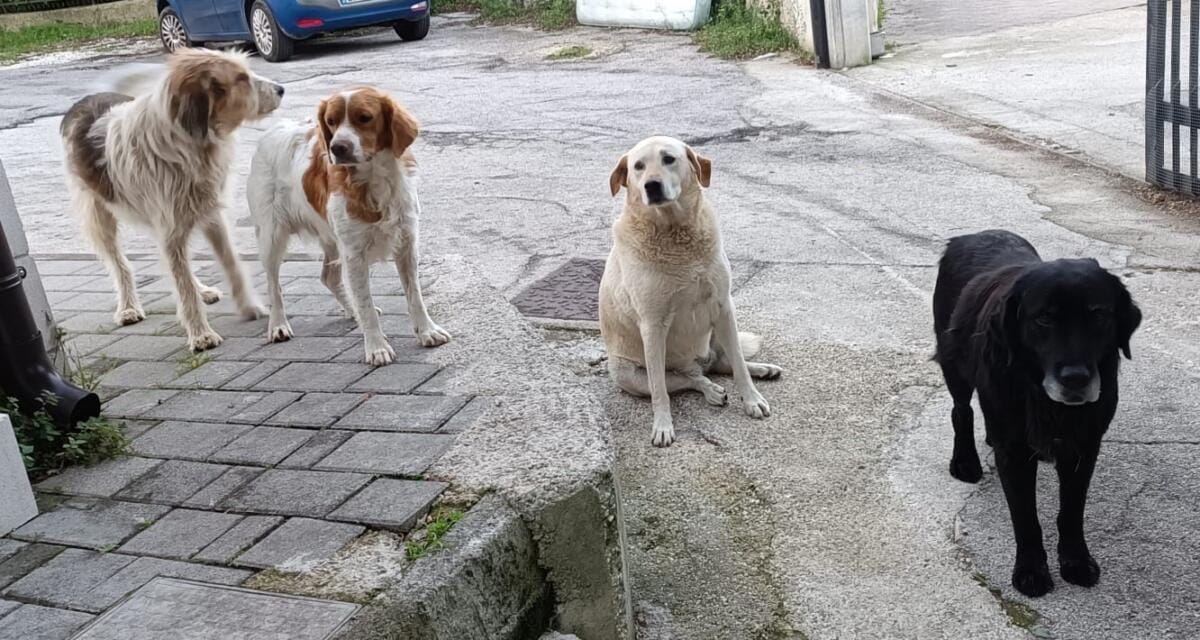 cani vico del gargano