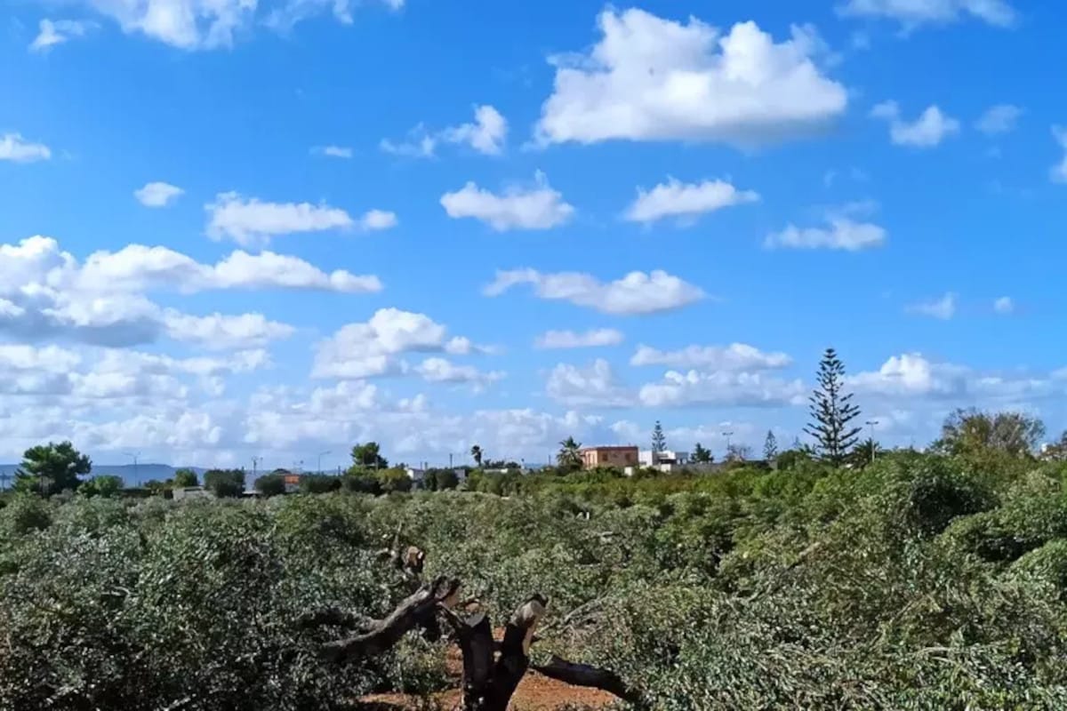 ulivi tagliati ostuni