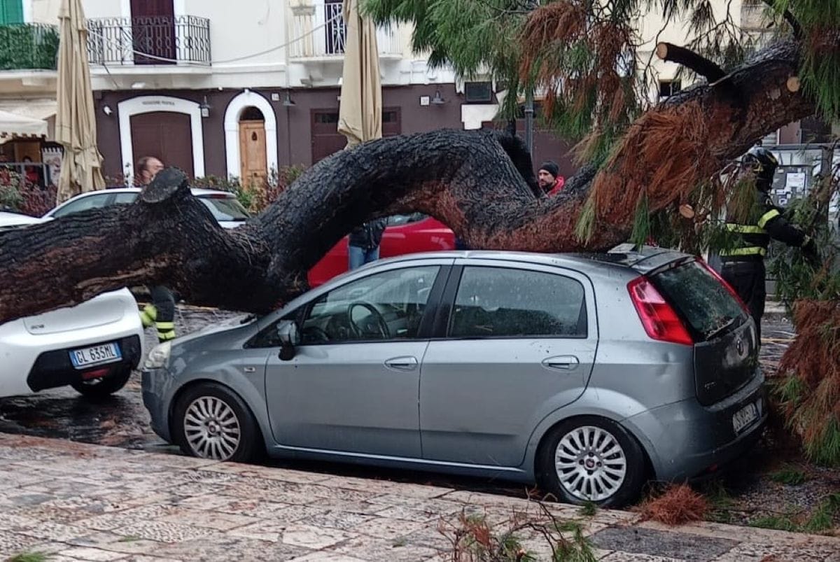 alberi caduti bari
