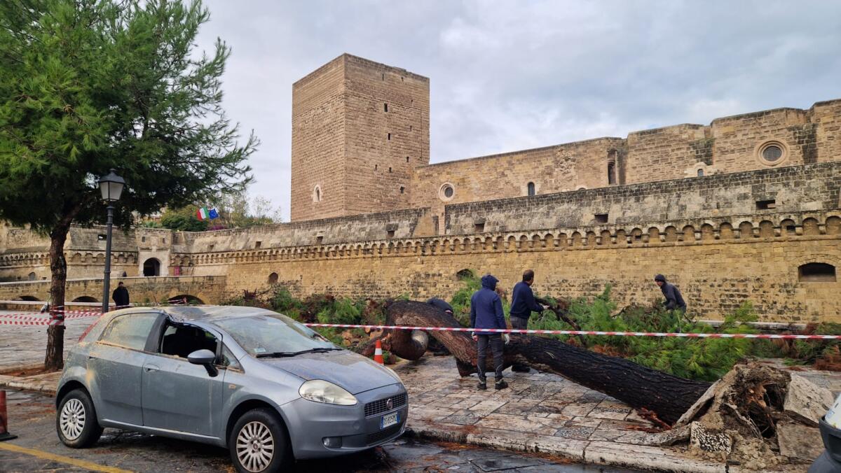 albero caduto castello svevo