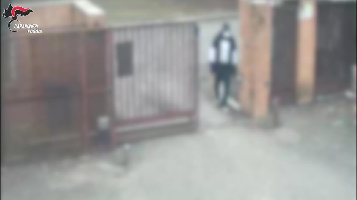 rapina foggia