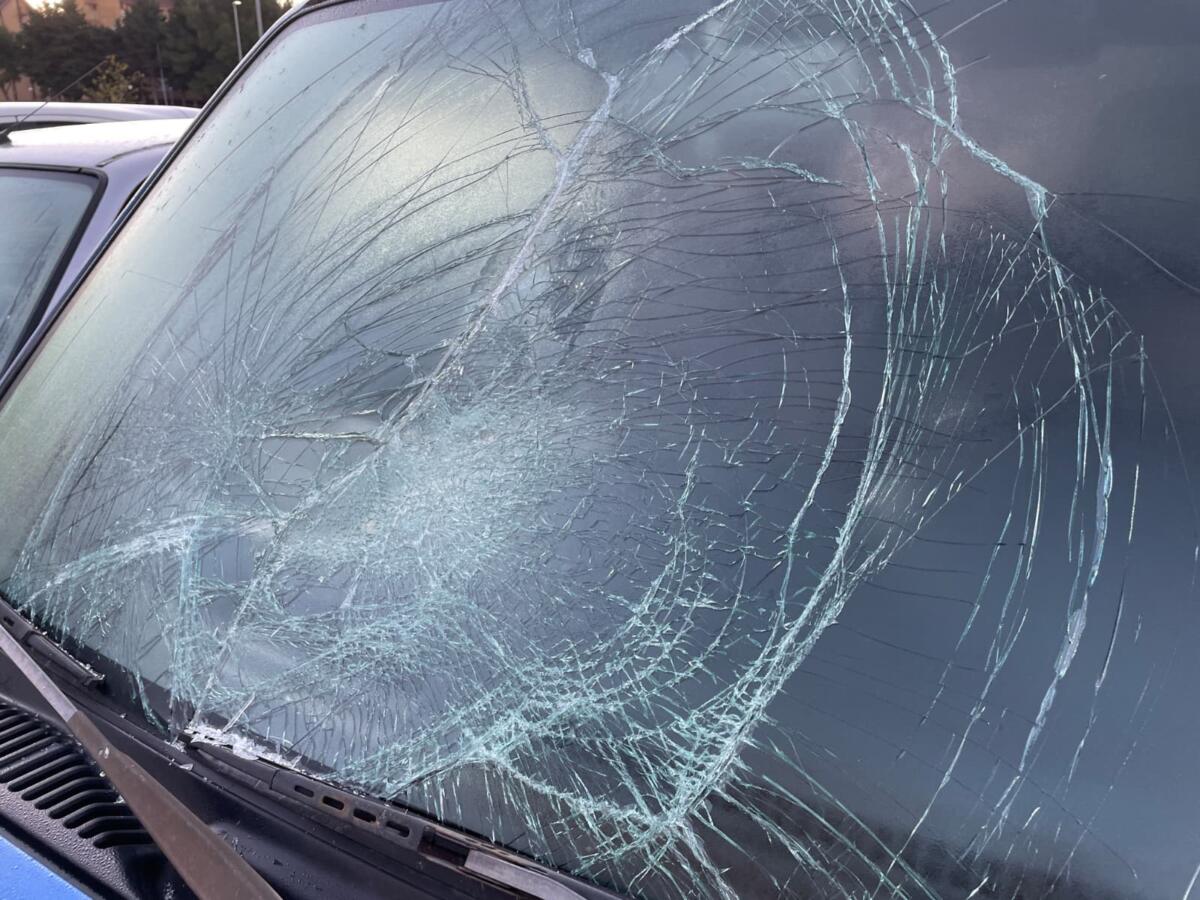 danni auto wwf foggia