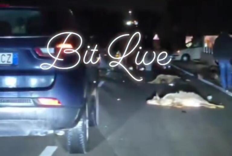 incidente pecore ruvo