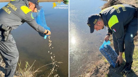 sequestro vongole manfredonia
