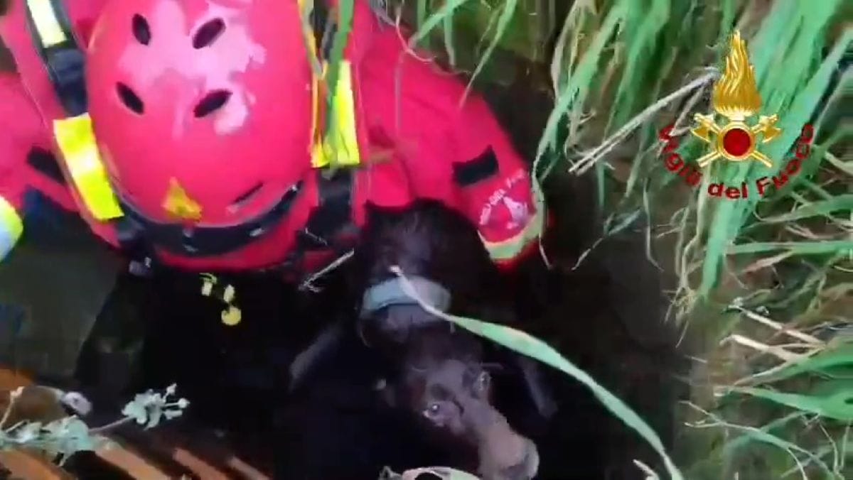 cane nel pozzo brindisi