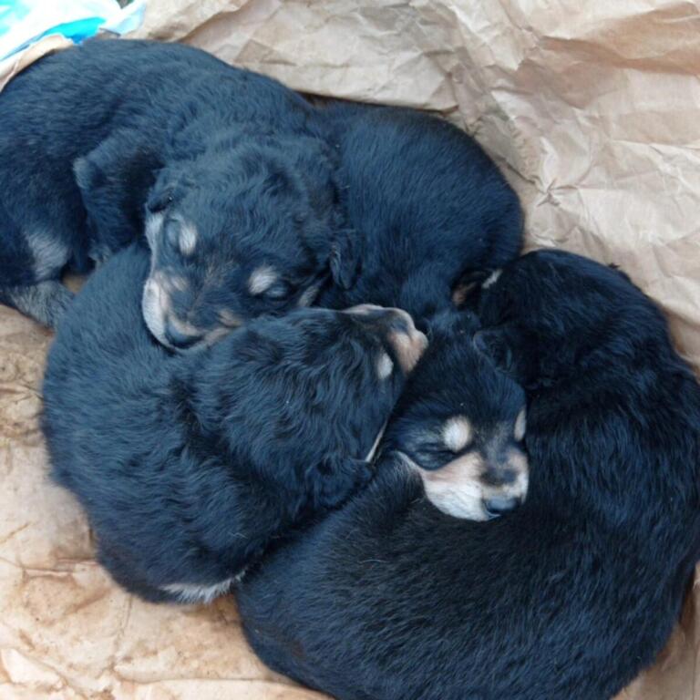 cuccioli casamassima