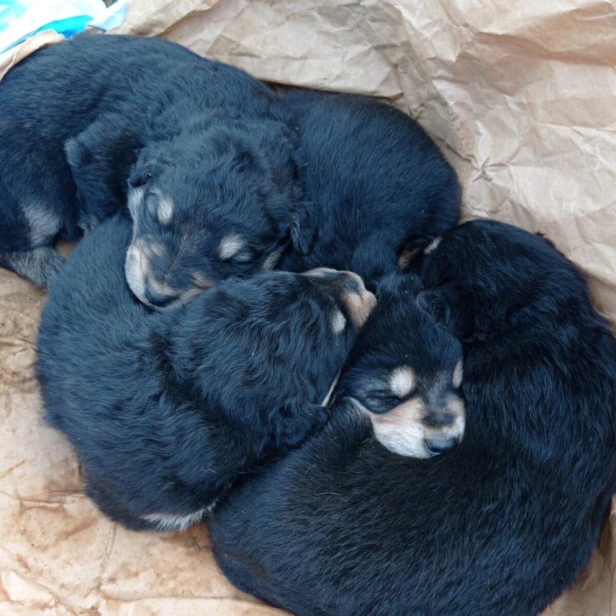 cuccioli casamassima