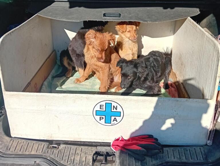 cuccioli salvati manfredonia